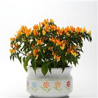 Sedona Sun Ornamental Pepper Container
