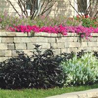 Black Pearl Ornamental Pepper Commercial Landscape 3