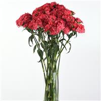 Sweet™ Coral Dianthus Mono Vase, White Background