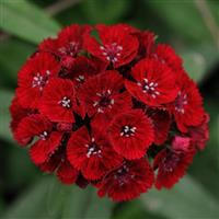 Sweet™ Red Dianthus Bloom