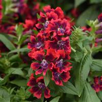 Sweet Talk™ Red Splash Cuphea Bloom