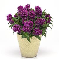 Sweet Talk™ Violet Splash Cuphea Container