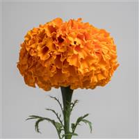Xochi™ Orange Marigold Bloom