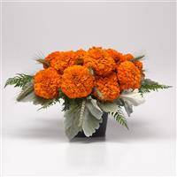 Xochi™ Orange Marigold Container