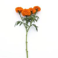 Xochi™ Orange Marigold Single Stem, White Background
