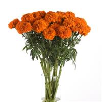 Xochi™ Orange Marigold Mono Vase, White Background