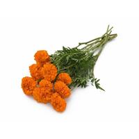 Xochi™ Orange Marigold Grower Bunch