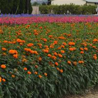 Xochi™ Orange Marigold Greenhouse