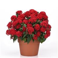 Lucky Star® Bright Red Pentas Container