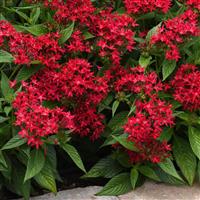 Lucky Star® Lipstick Pentas Landscape