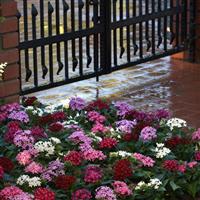 Lucky Star® Mixture Pentas Landscape