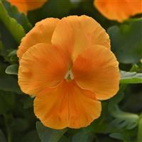 Top Wave® Orange Spreading Pansy Bloom