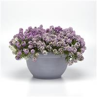 Clear Crystal® Lavender Shades Alyssum Container