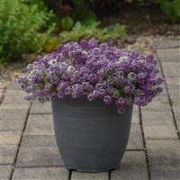 Clear Crystal® Lavender Shades Alyssum Garden