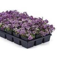Clear Crystal® Lavender Shades Alyssum Greenhouse
