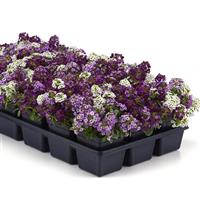 Clear Crystal® Mixture Alyssum Container