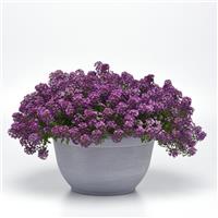 Clear Crystal® Purple Shades Alyssum Container