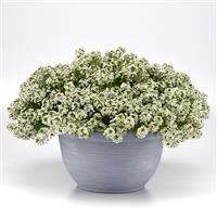 Clear Crystal® White Alyssum Container