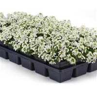 Clear Crystal® White Alyssum Greenhouse