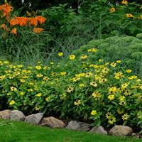Zahara® Yellow Zinnia Commercial Landscape 1